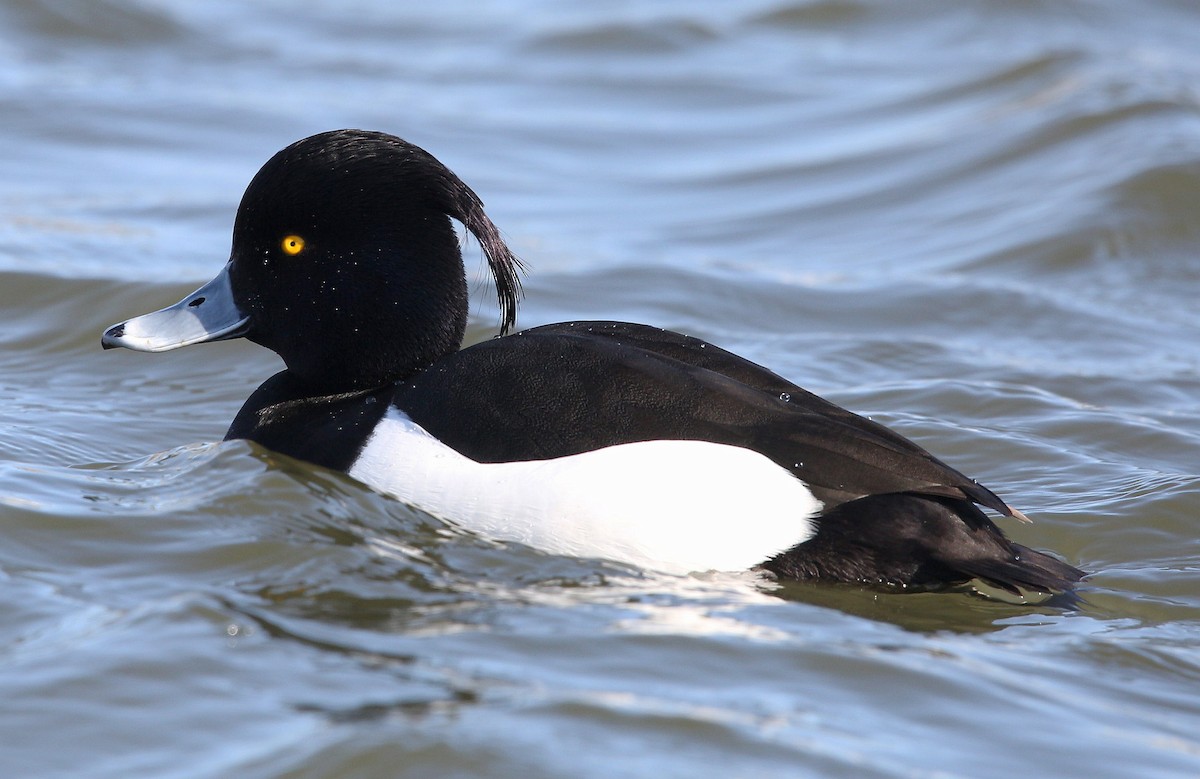 Tufted Duck - ML318614501