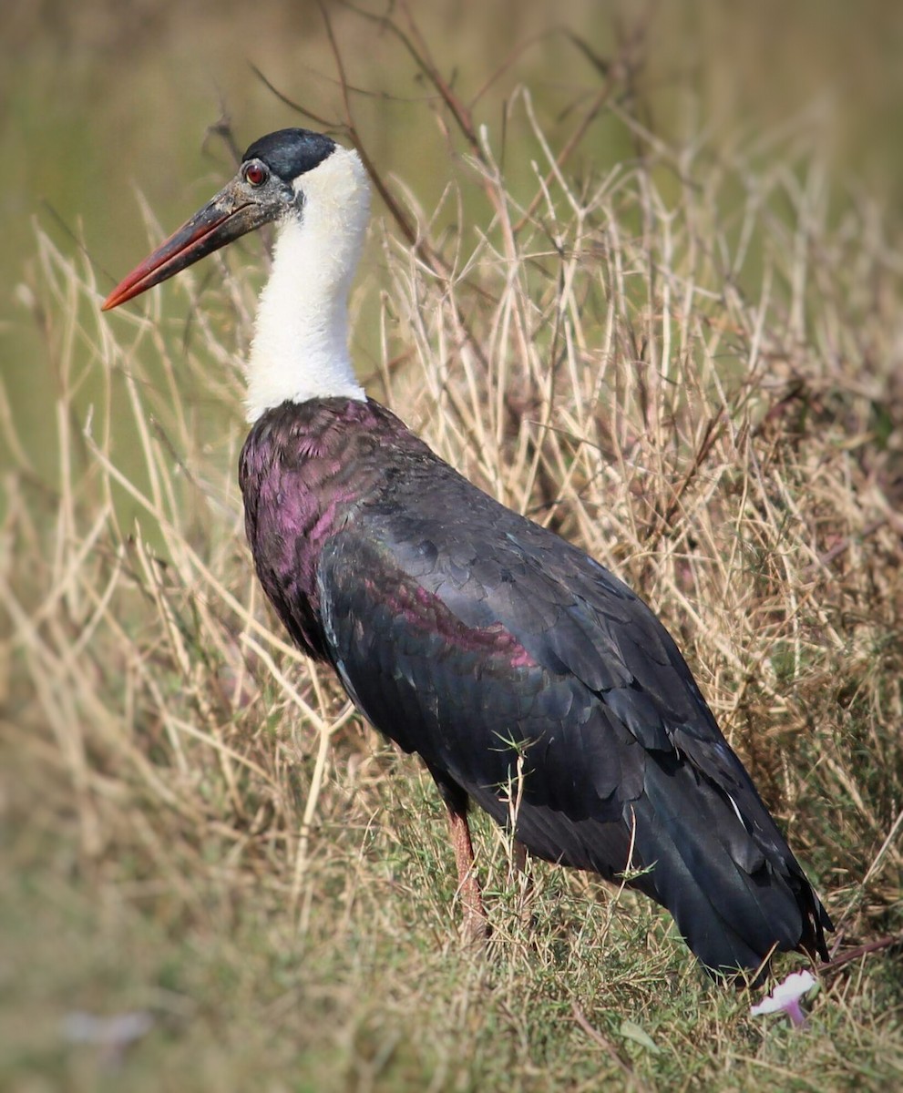 Asian Woolly-necked Stork - Shreyan M L