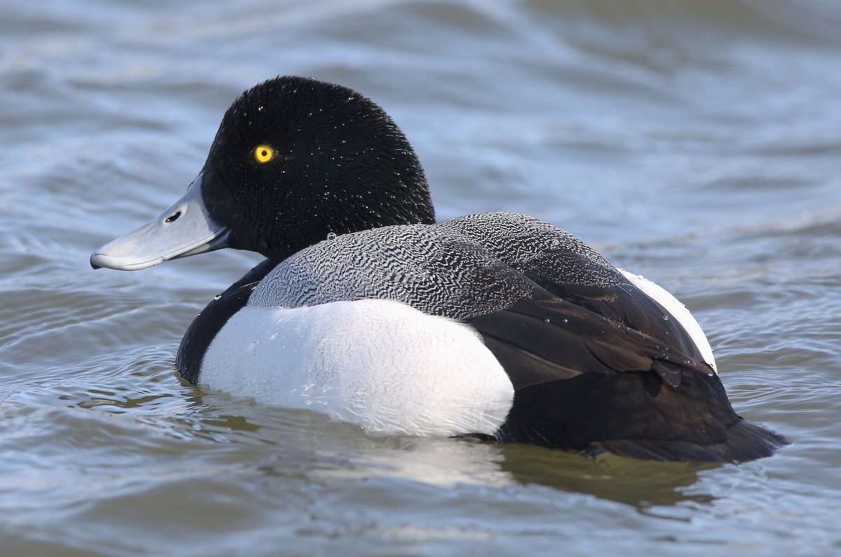 Greater Scaup - ML318615481