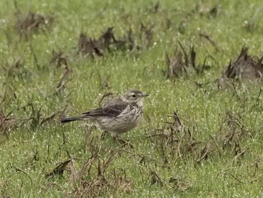 American Pipit - Yve Morrell