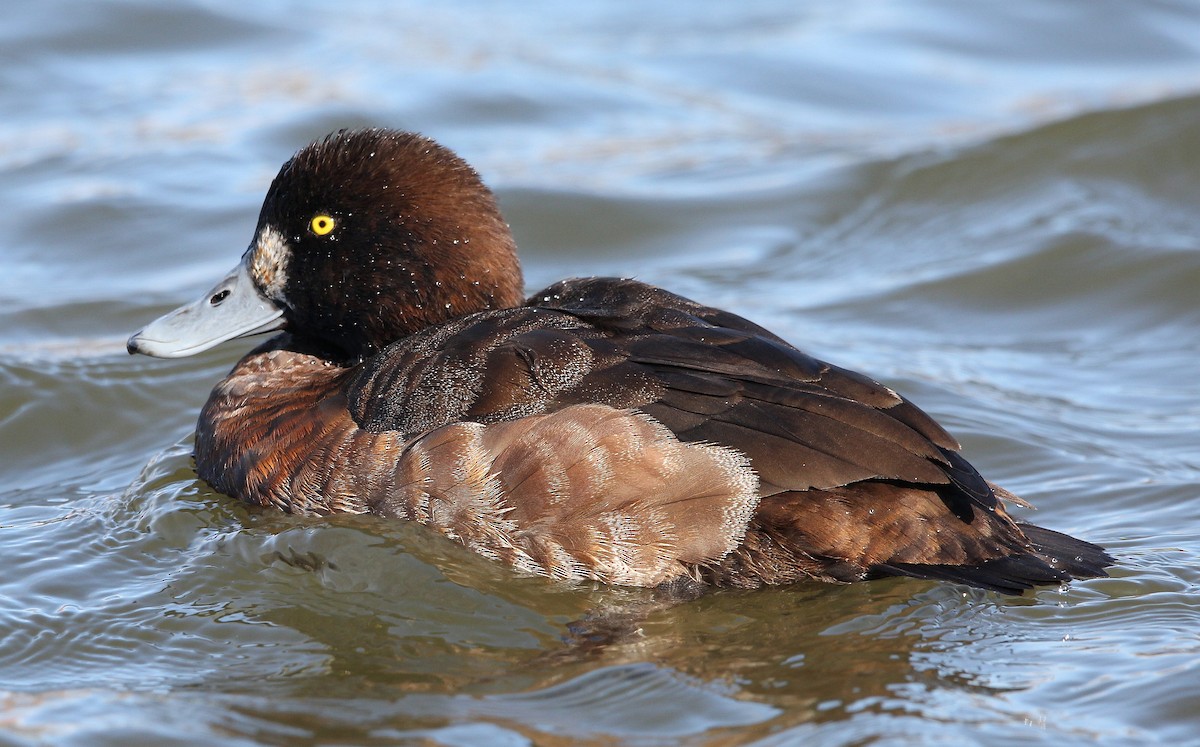 Greater Scaup - ML318617841