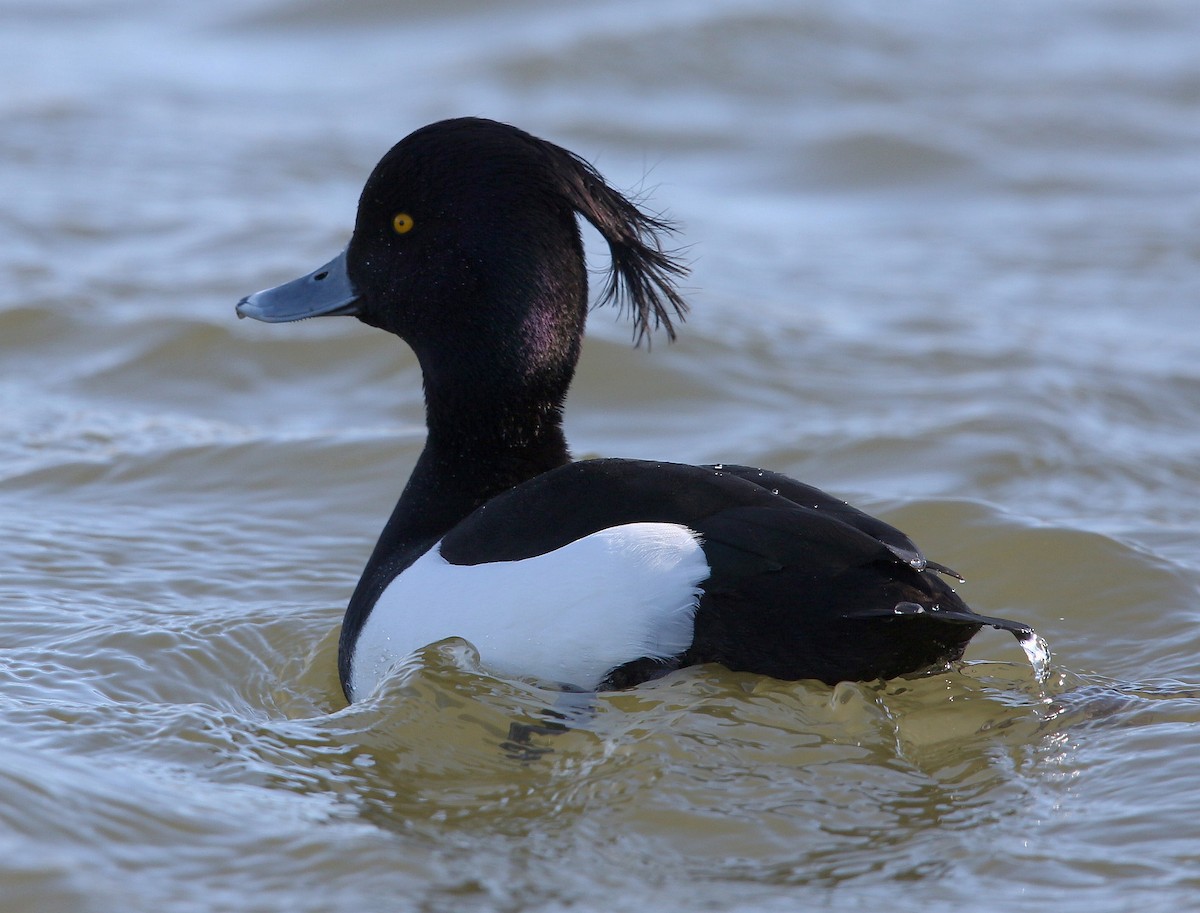 Tufted Duck - ML318619701