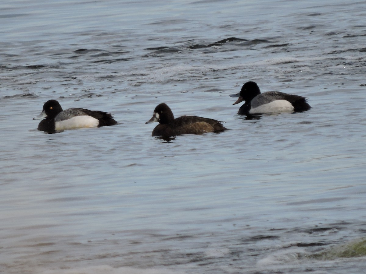 Greater Scaup - ML318620061
