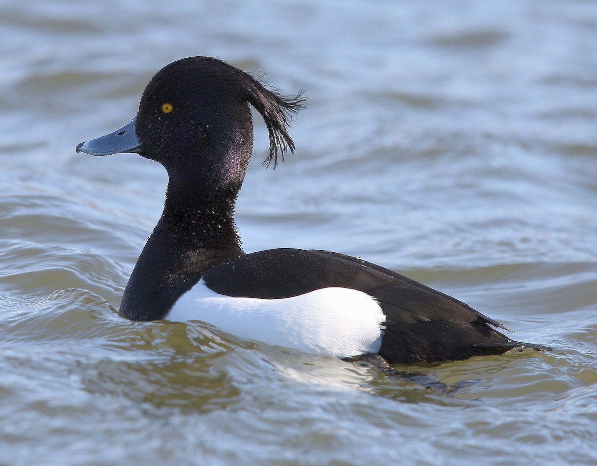 Tufted Duck - ML318620741
