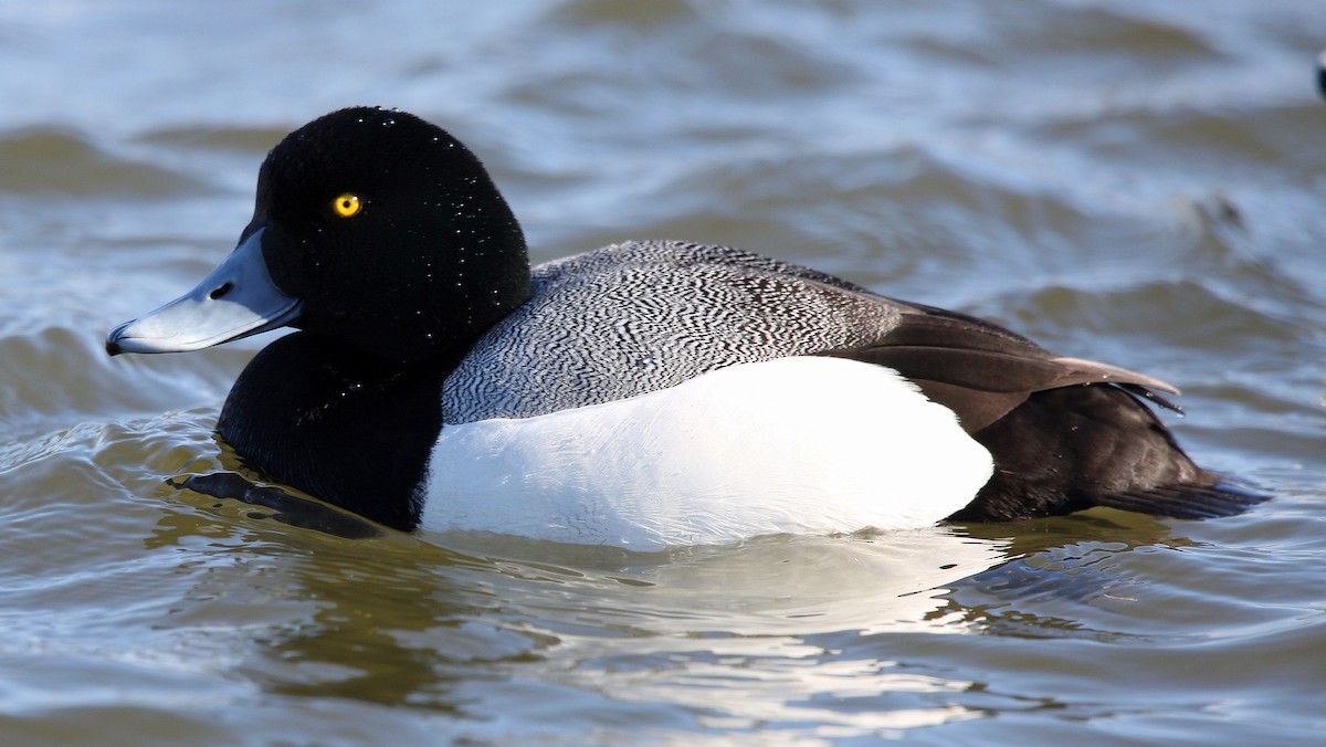 Greater Scaup - ML318621351