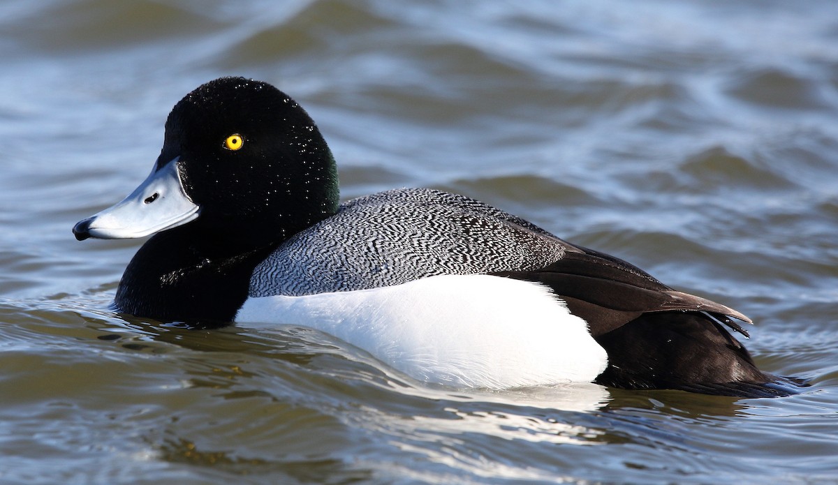 Greater Scaup - ML318622481