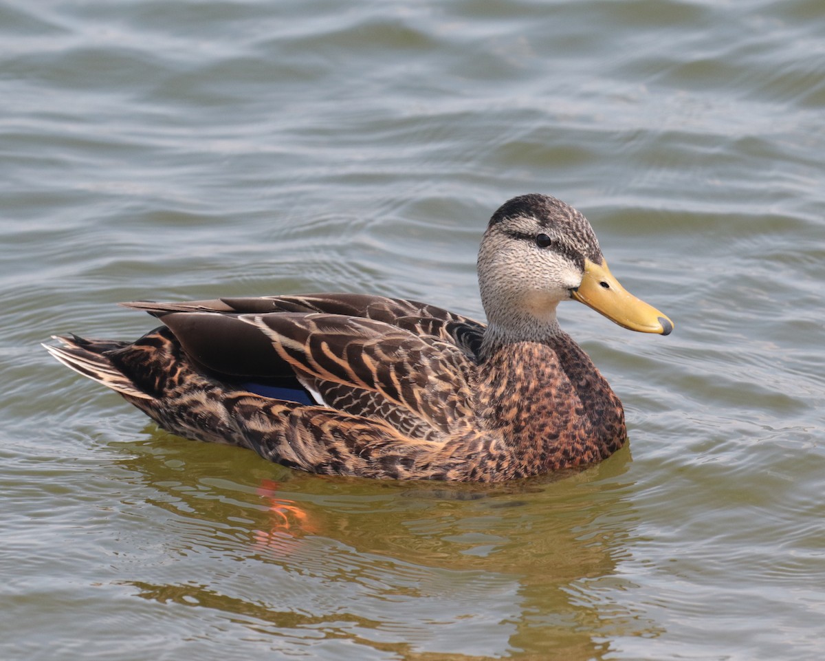 Mexican Duck - ML318627211