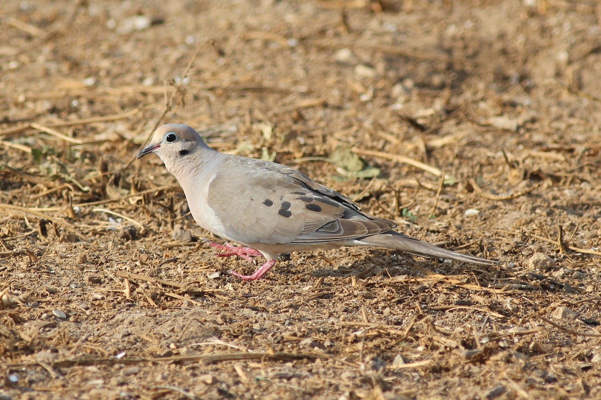Mourning Dove - Justyn Stahl