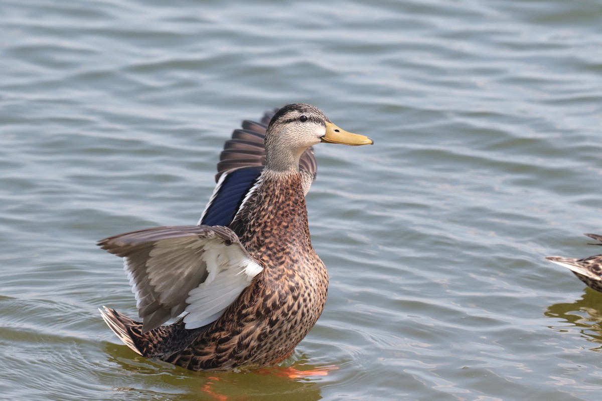 Mexican Duck - ML318628041