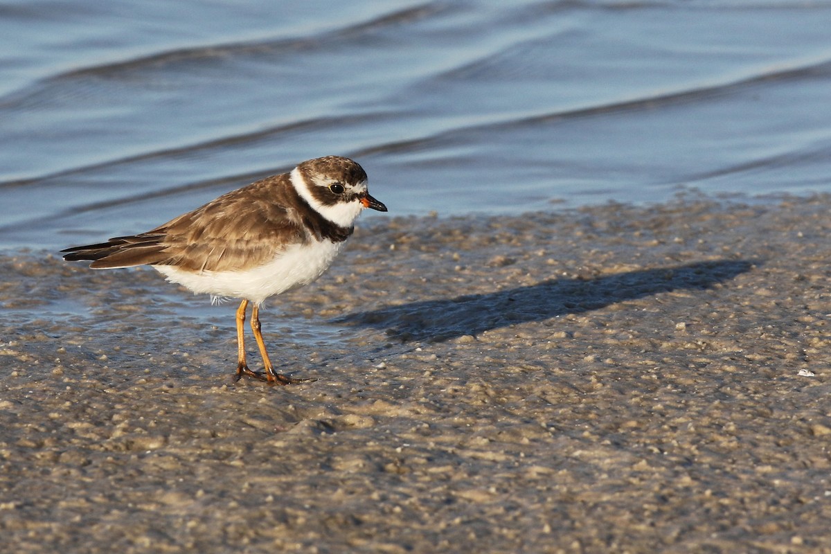 Semipalmated Plover - Don Brode