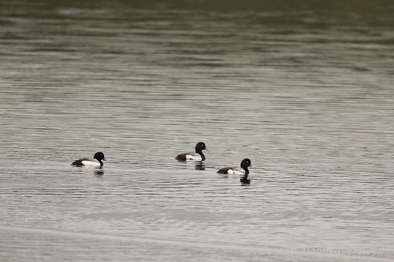 Greater Scaup - ML31863851