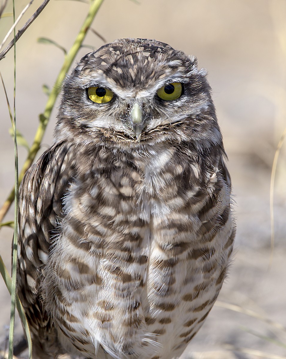 Burrowing Owl - ML318639591