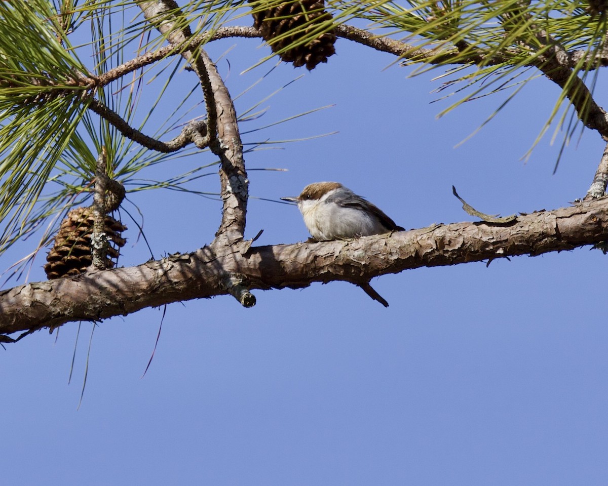 Brown-headed Nuthatch - ML318641151