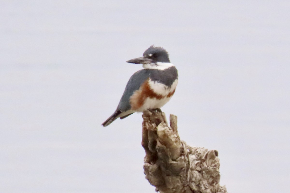 Belted Kingfisher - ML318643371