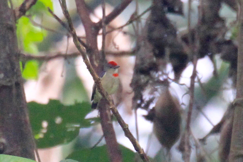 Red-capped Flowerpecker - ML31864941
