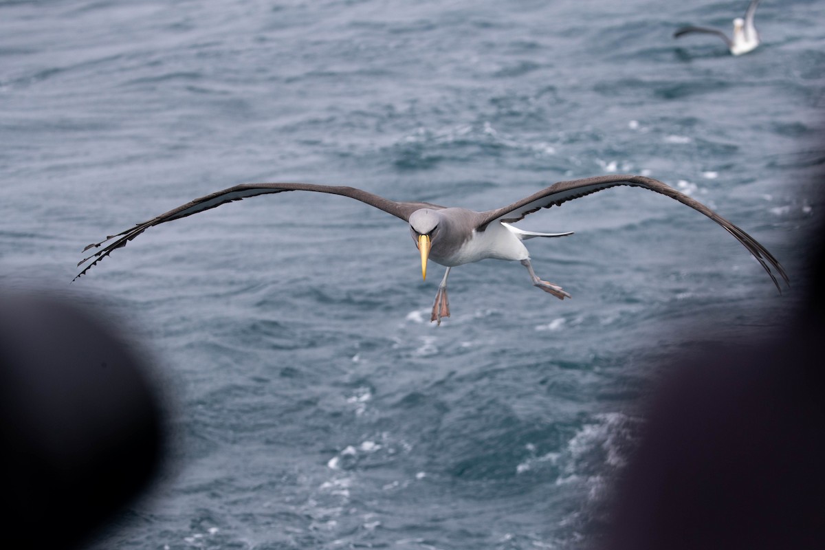 Chatham Albatross - Doug Gochfeld