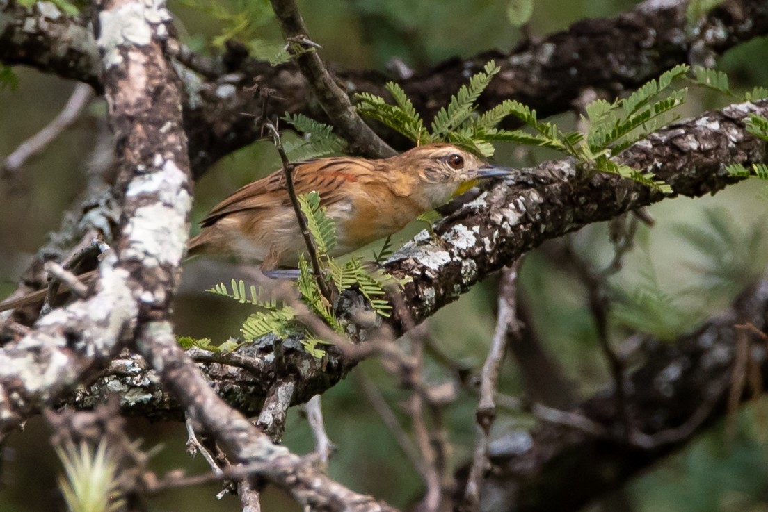 Chotoy Spinetail - ML318650581