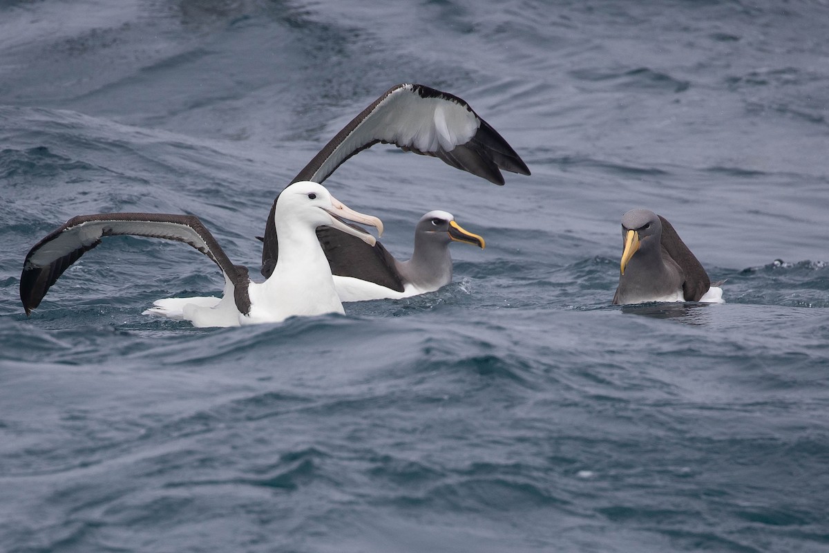 Northern Royal Albatross - Doug Gochfeld