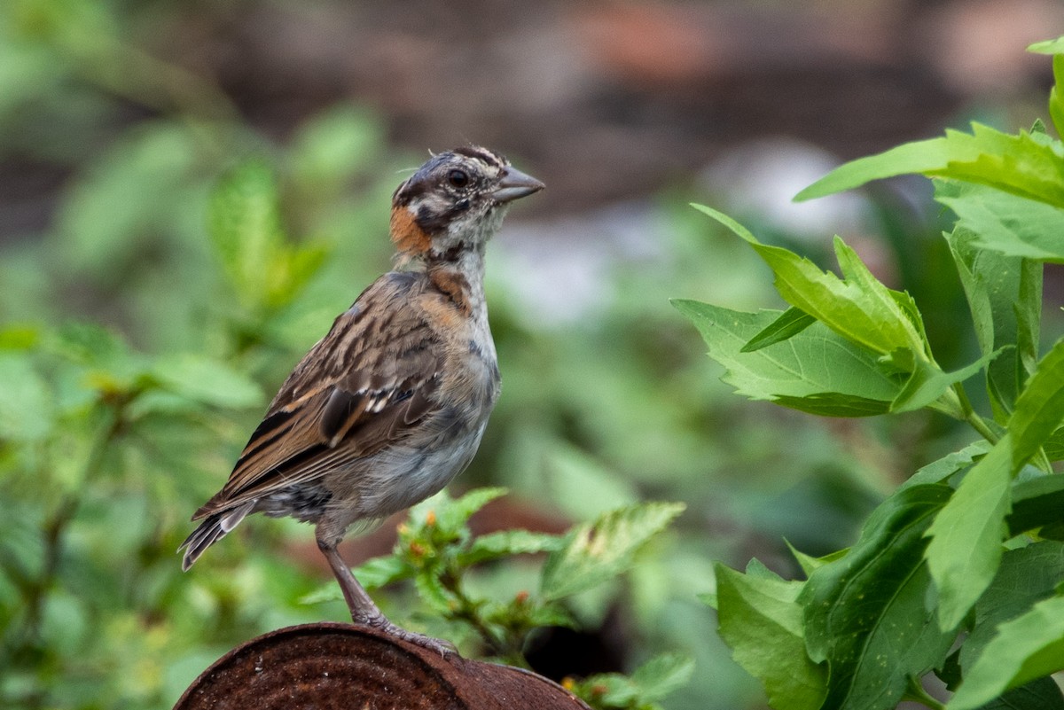 Rufous-collared Sparrow - Mery Haro