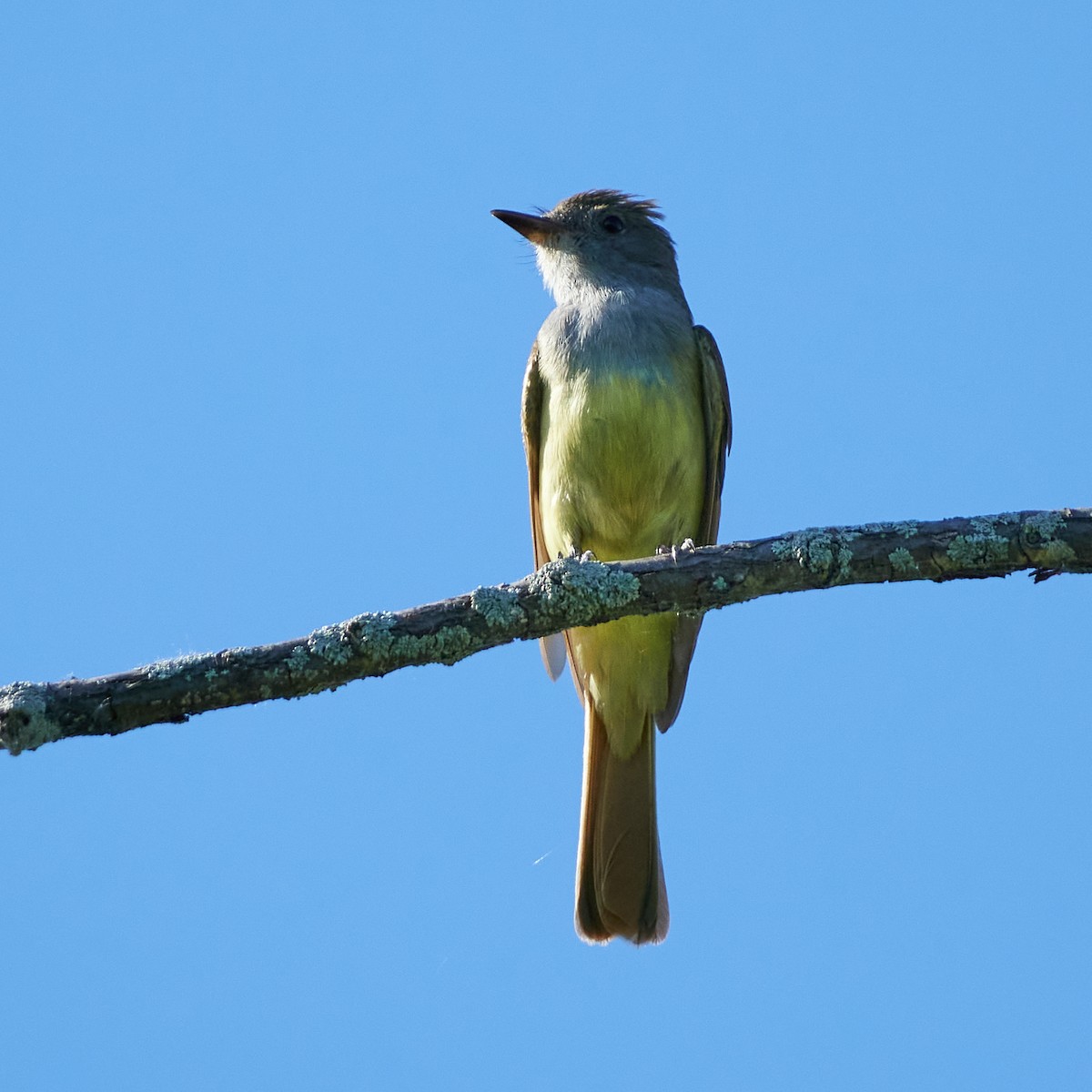 Great Crested Flycatcher - ML318654051