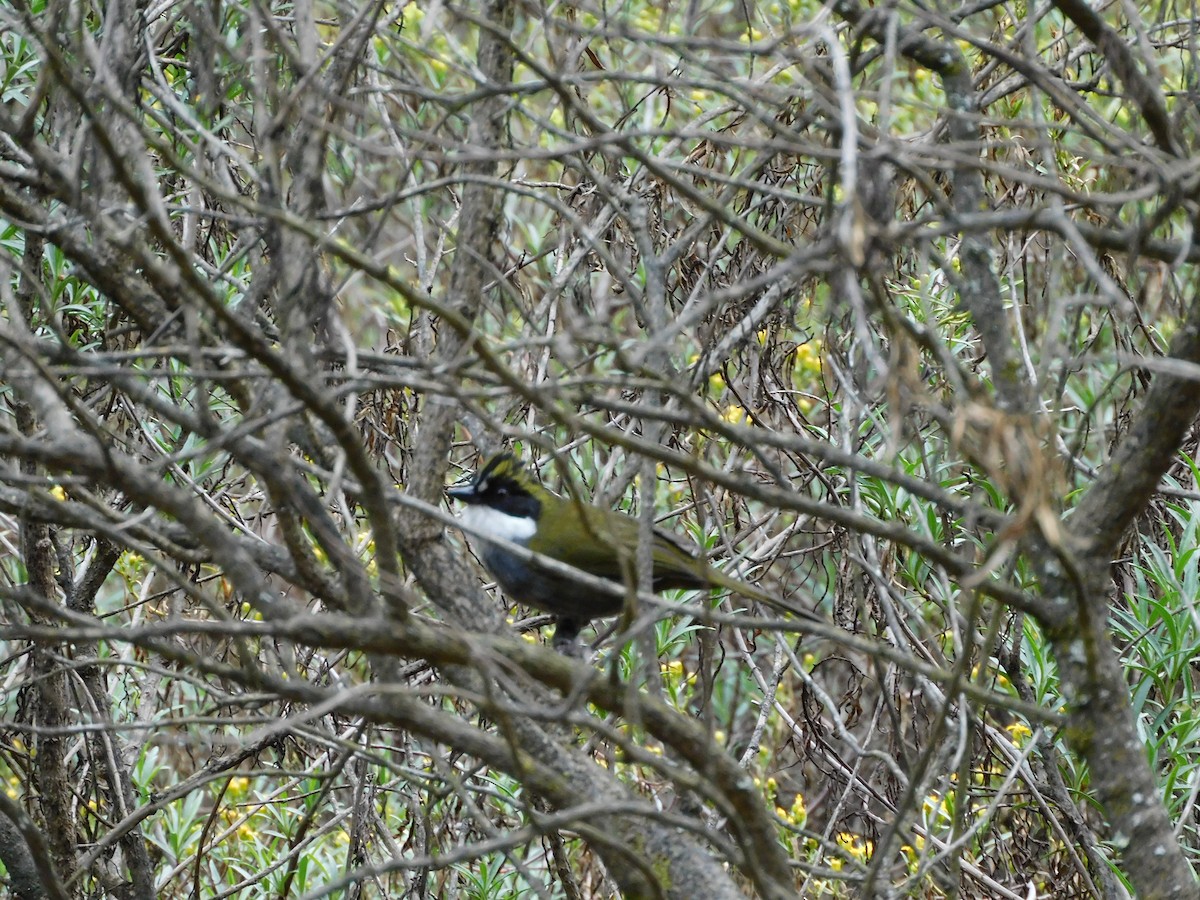 Green-striped Brushfinch - Carlos Mancera (Tuxtla Birding Club)