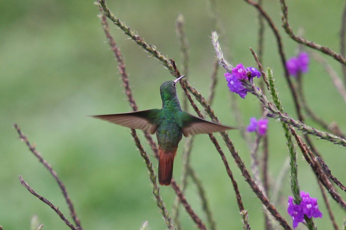Rufous-tailed Hummingbird - Brooke Miller