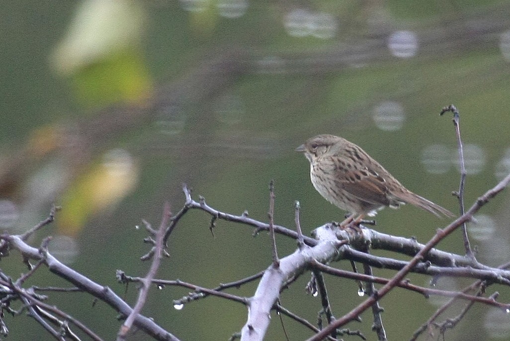 Passerellidae sp. (sparrow sp.) - ML31865541