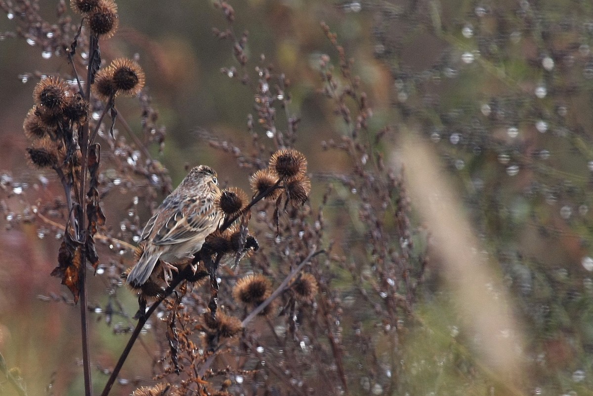 Grasshopper Sparrow - Tim Lenz