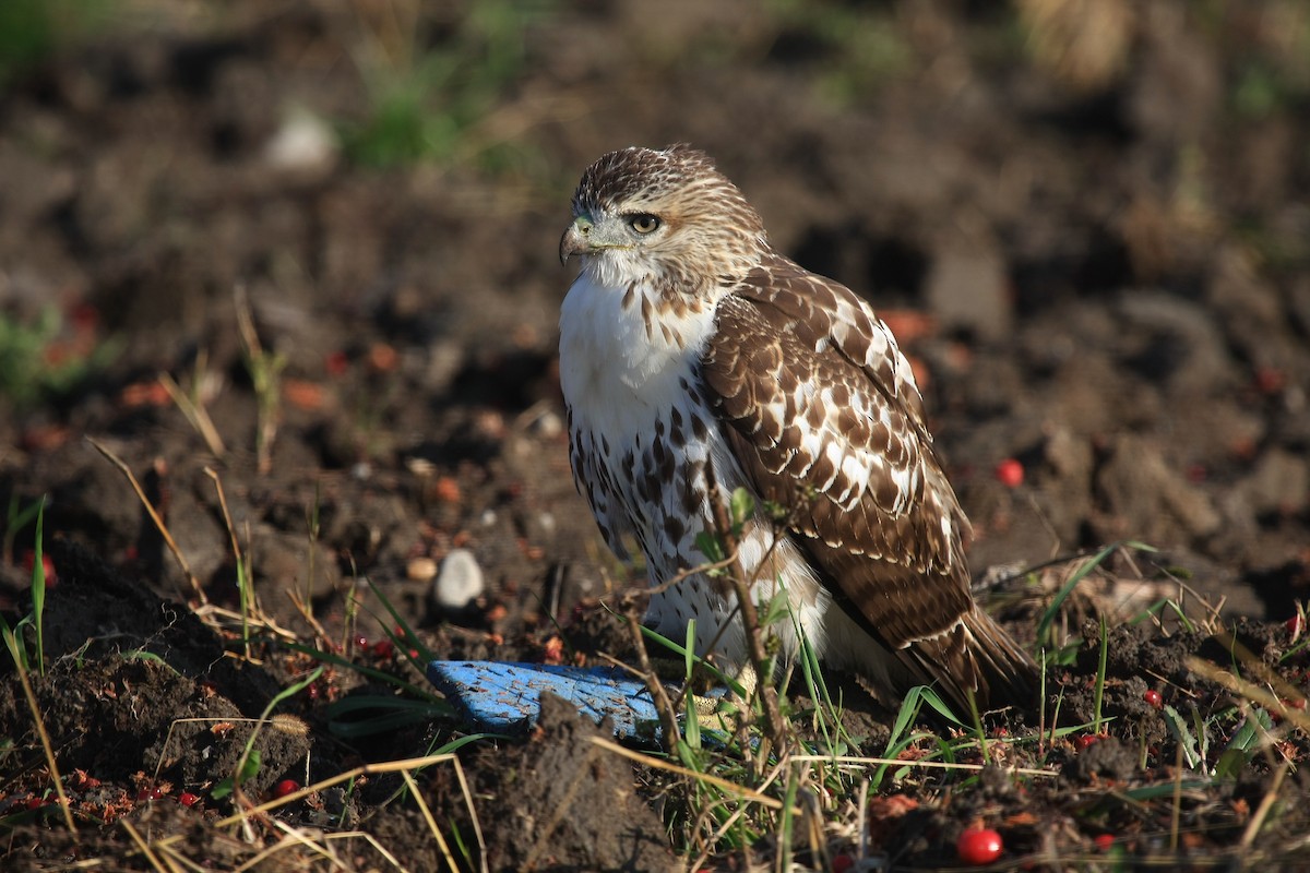 Red-tailed Hawk - ML31865701