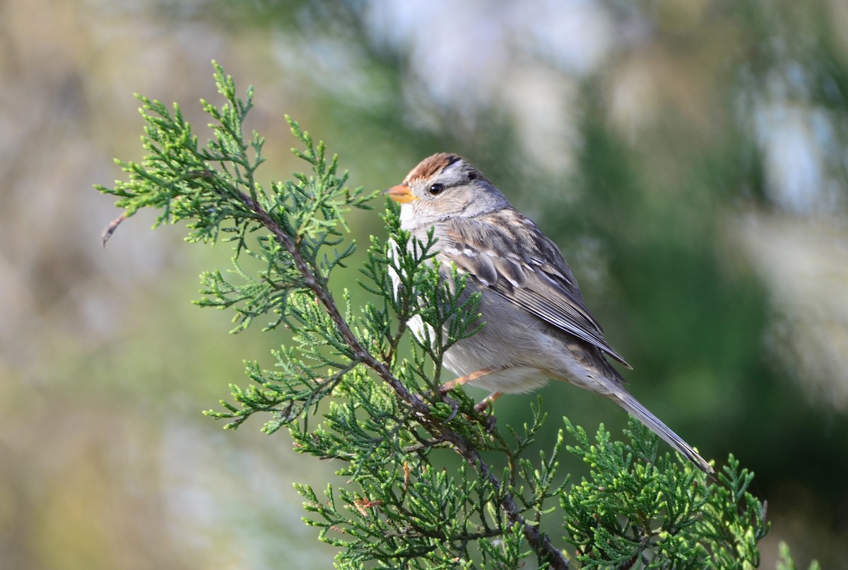 White-crowned Sparrow - ML318660691