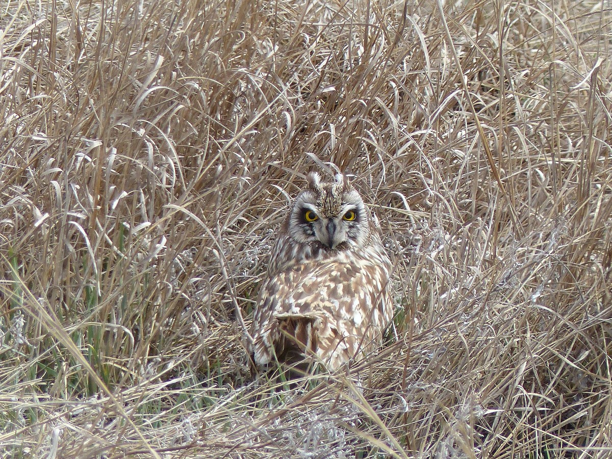 Short-eared Owl - ML318661551
