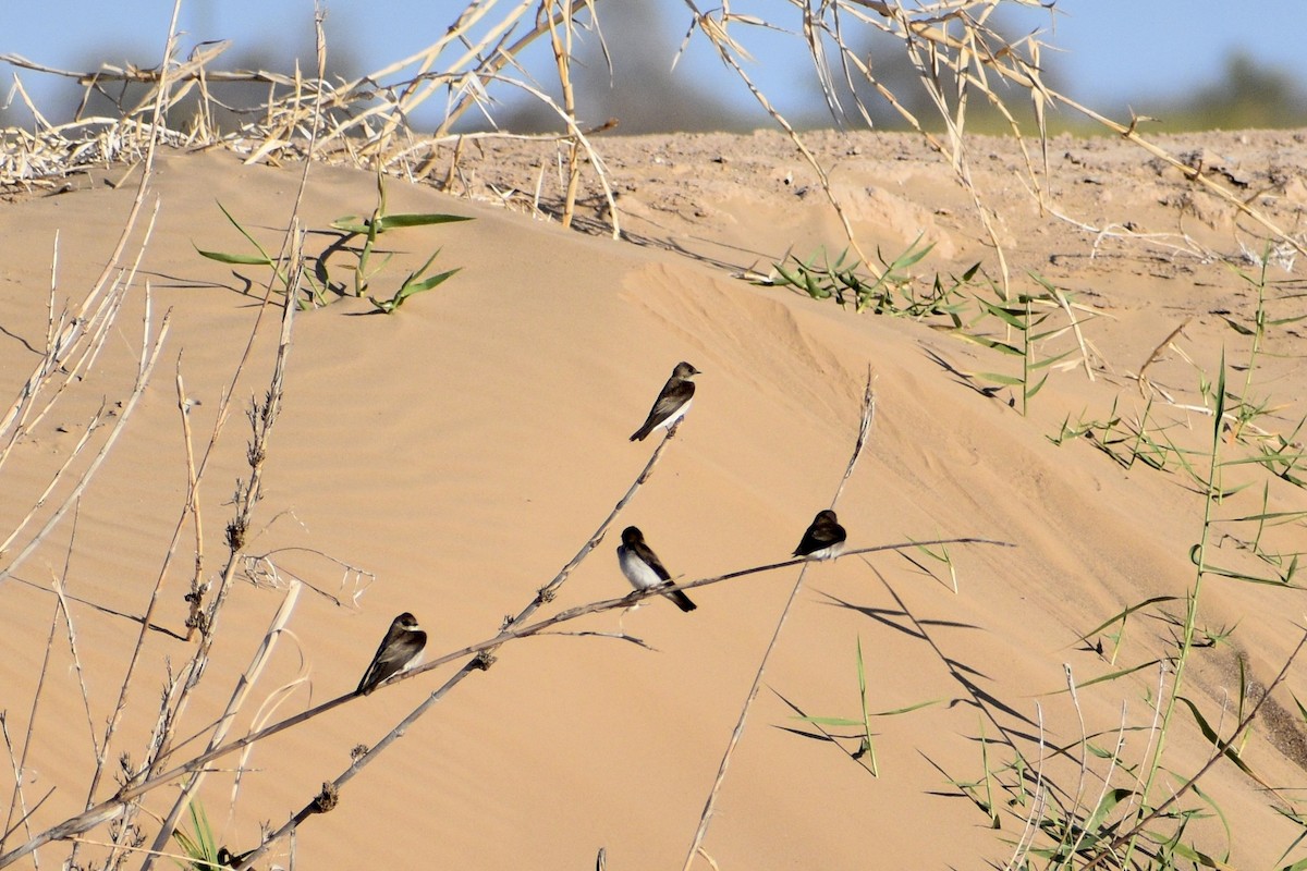 Northern Rough-winged Swallow - ML318664671