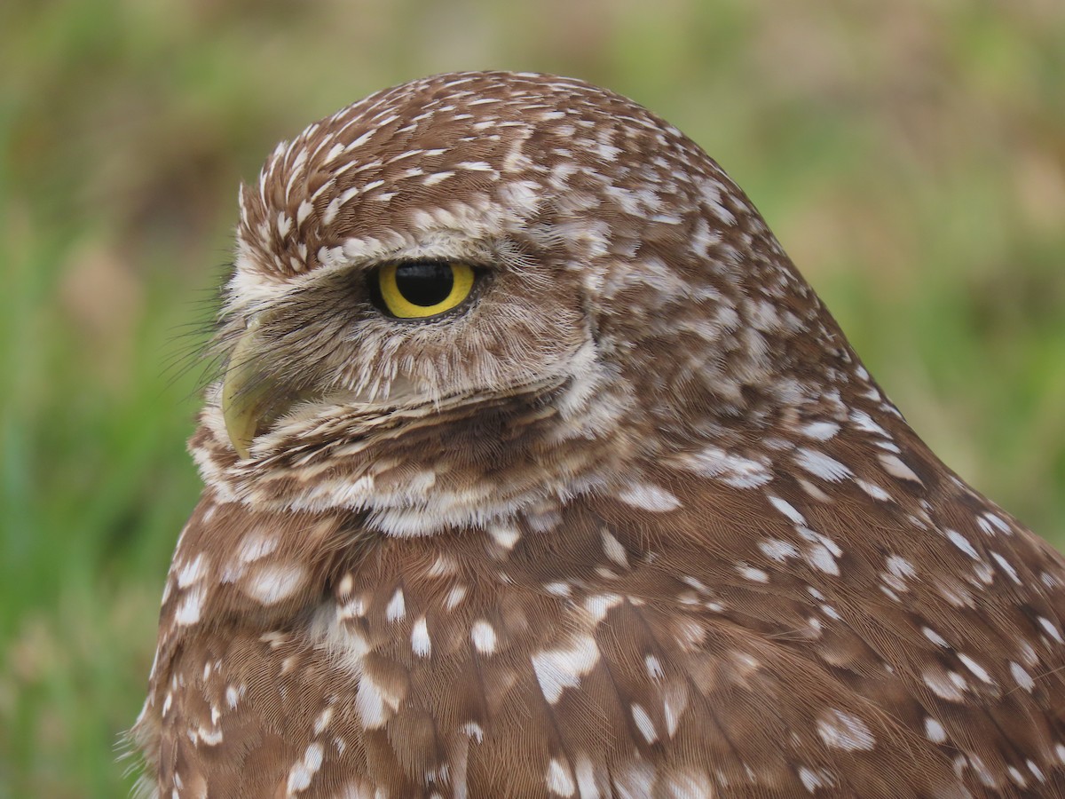 Burrowing Owl - ML318668981