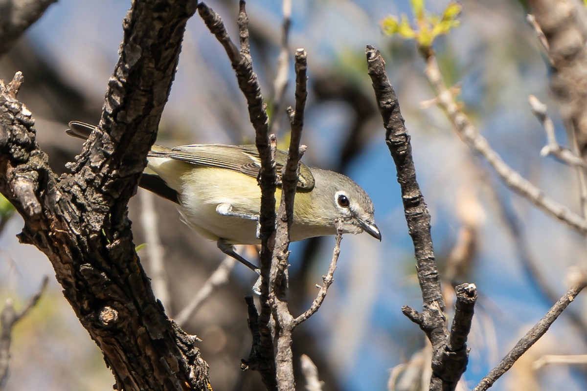 Cassin's Vireo - Shawn Cooper