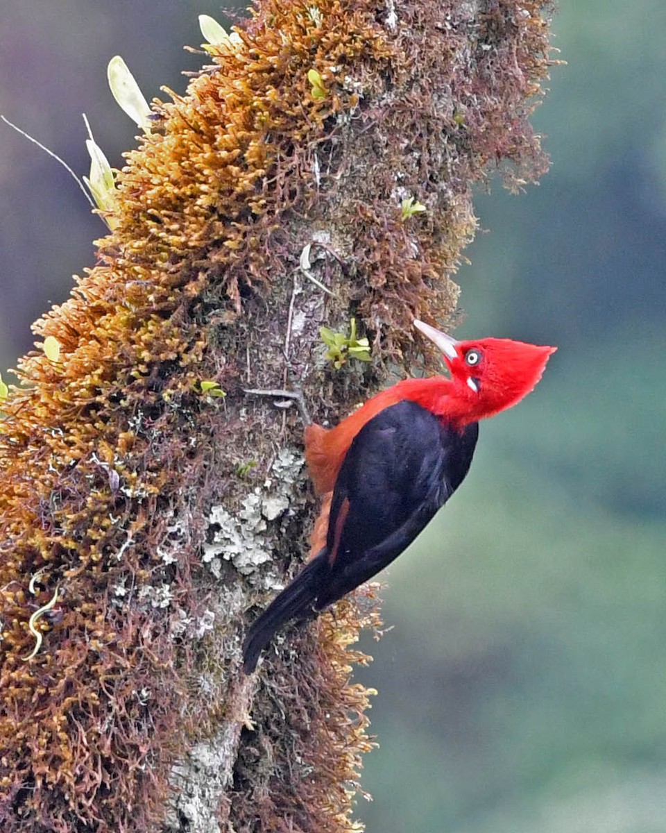 Red-necked Woodpecker - Tini & Jacob Wijpkema