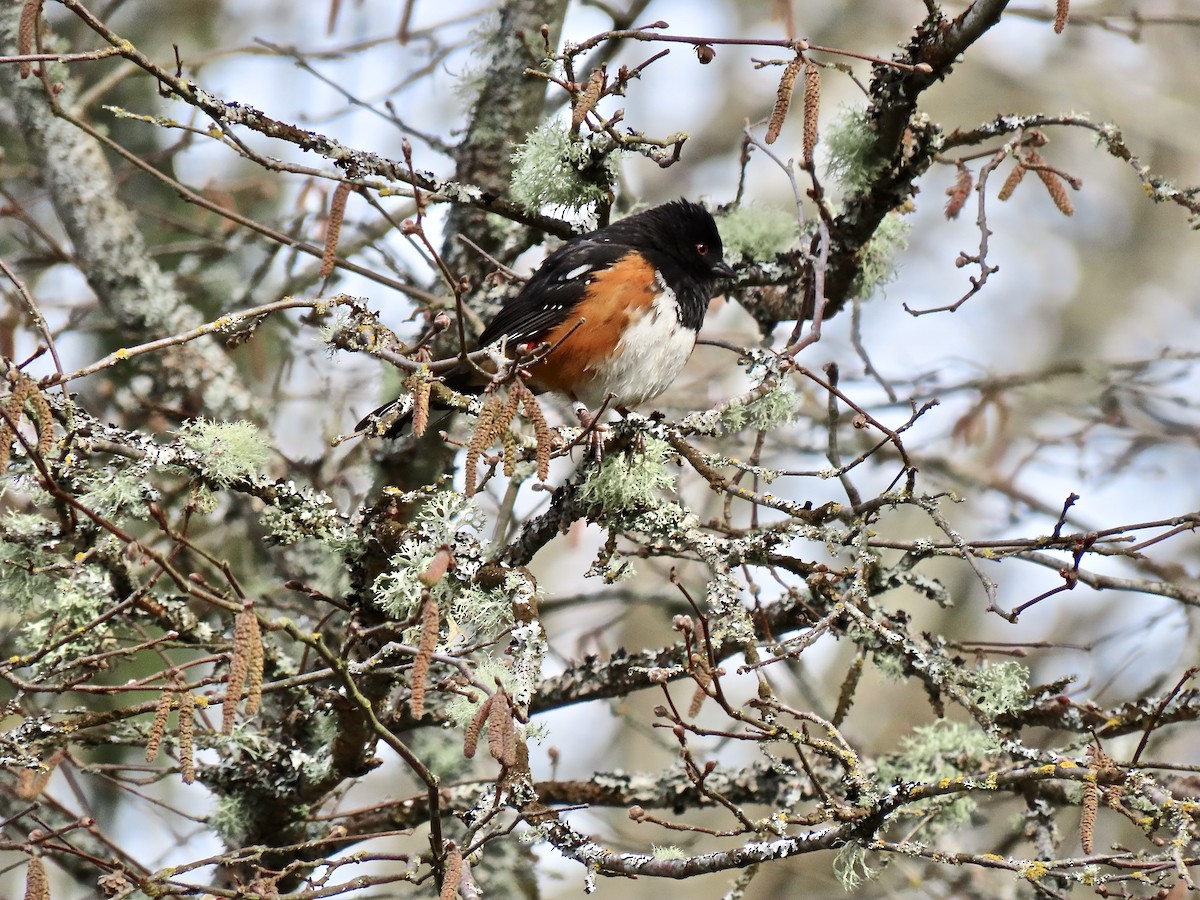 Spotted Towhee - ML318688701
