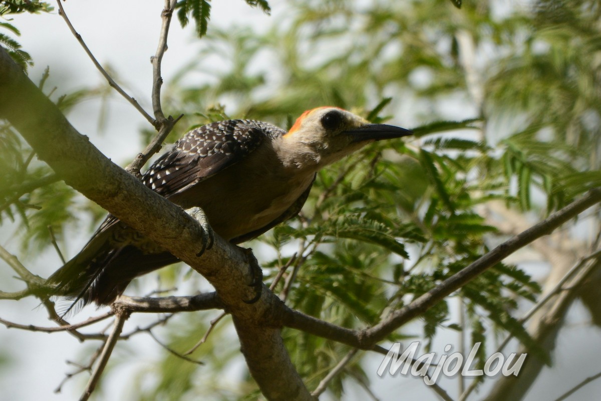 Golden-fronted Woodpecker - Maria Jose Lou