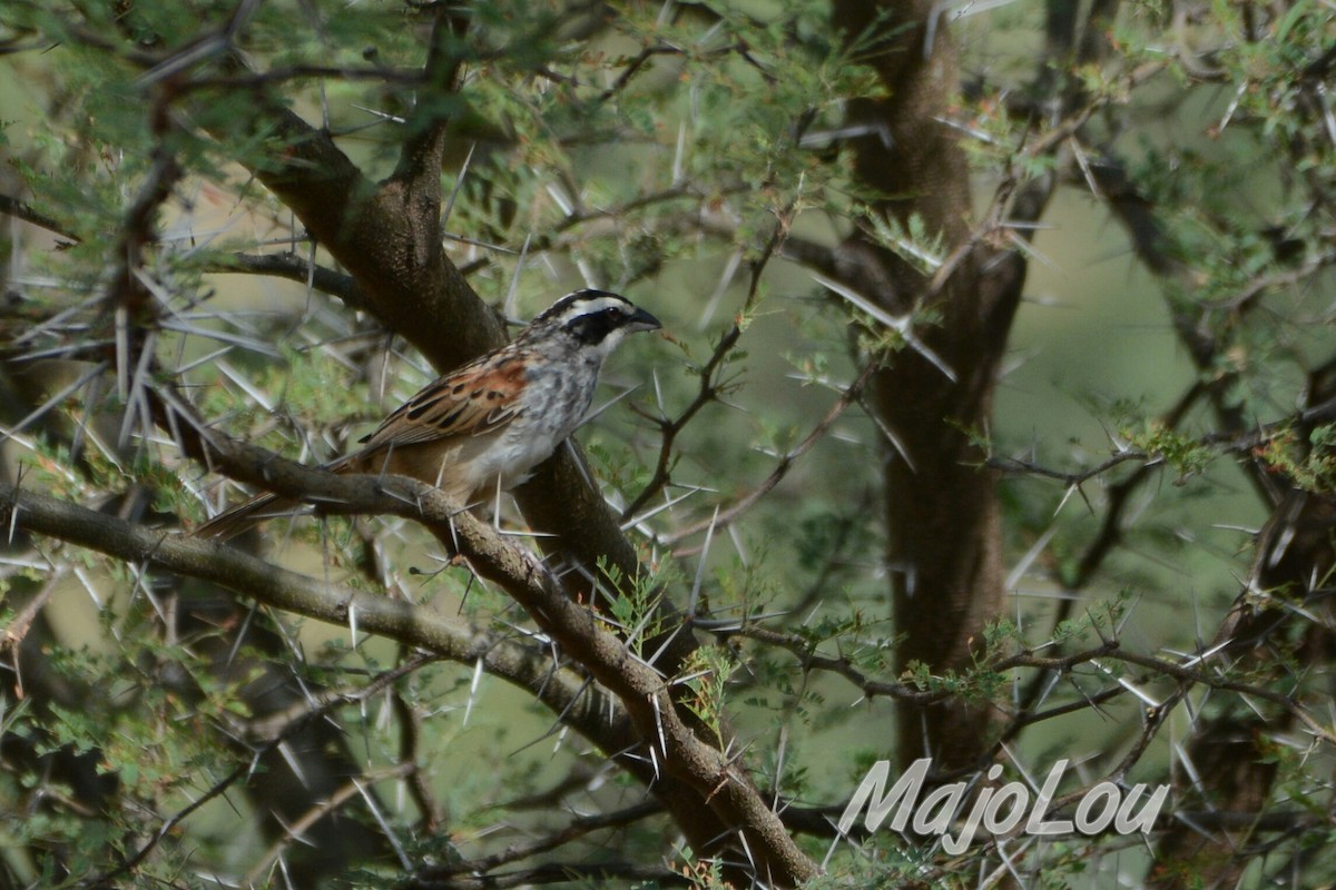 Stripe-headed Sparrow - ML31869541
