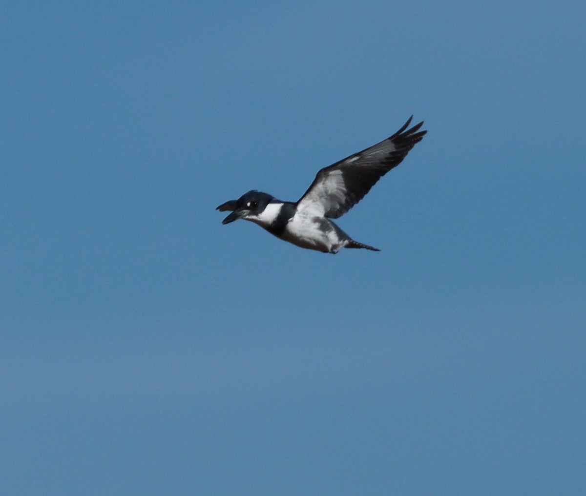 Belted Kingfisher - ML318696641