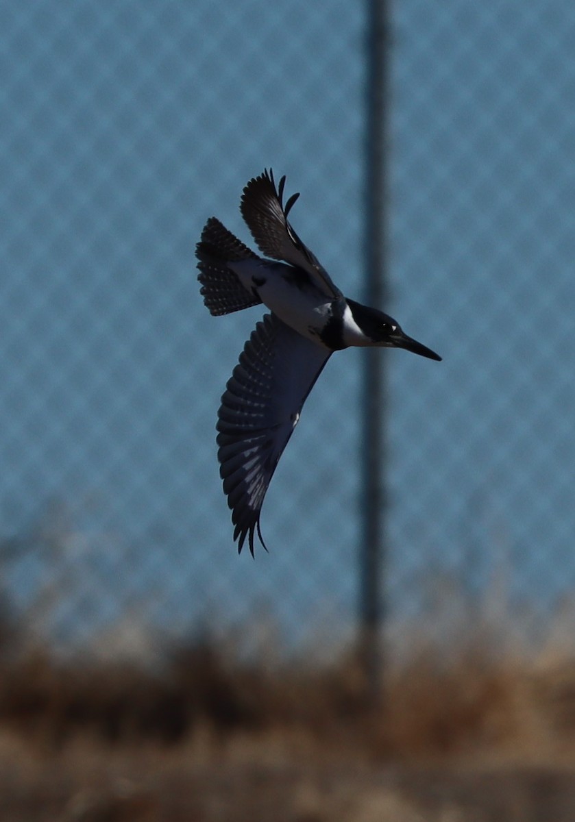 Belted Kingfisher - ML318696661