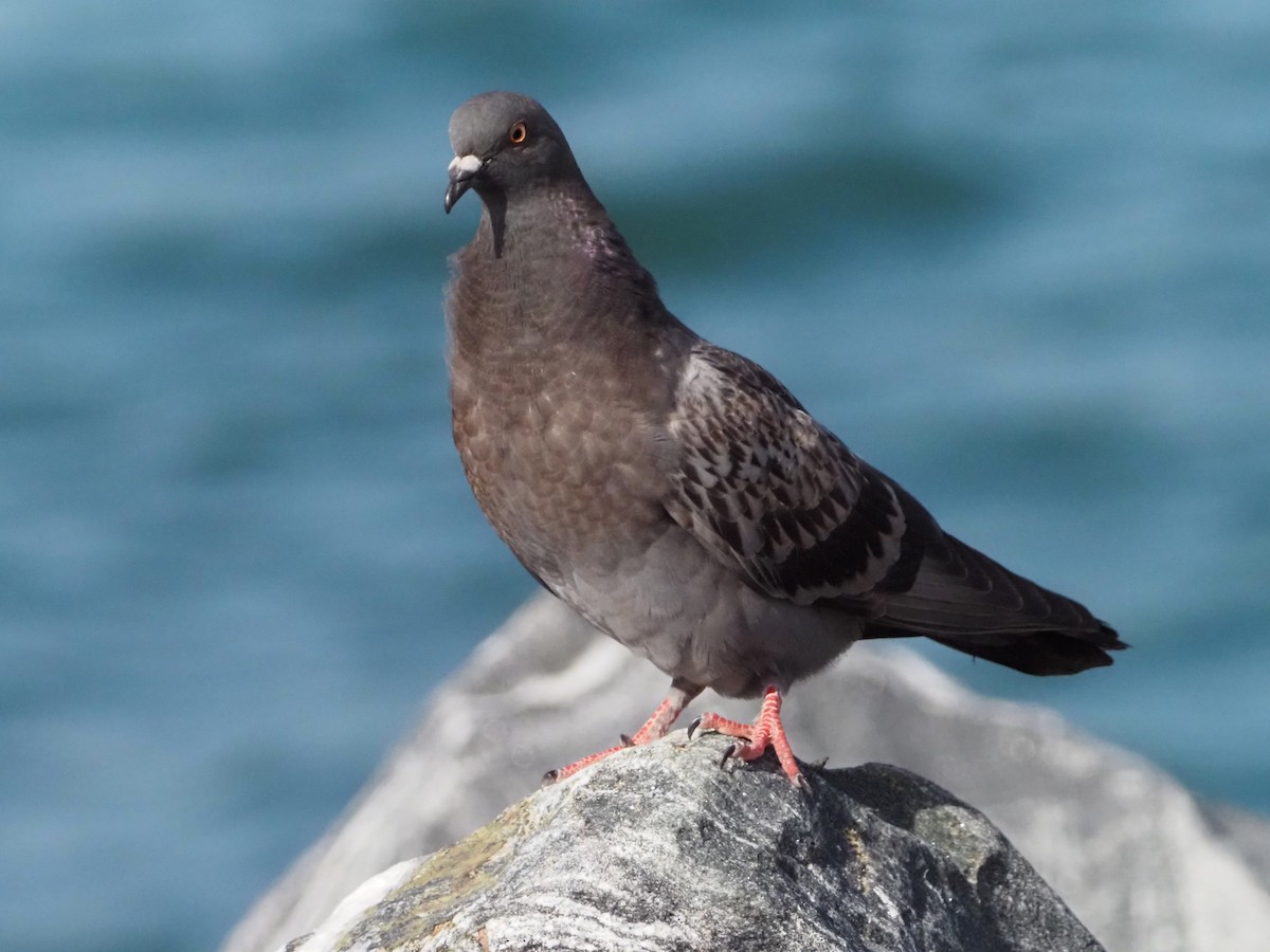 Rock Pigeon (Feral Pigeon) - David Zook