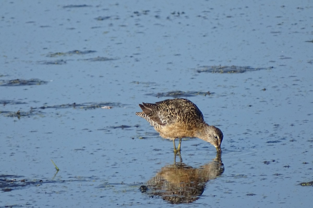 Long-billed Dowitcher - ML31870821