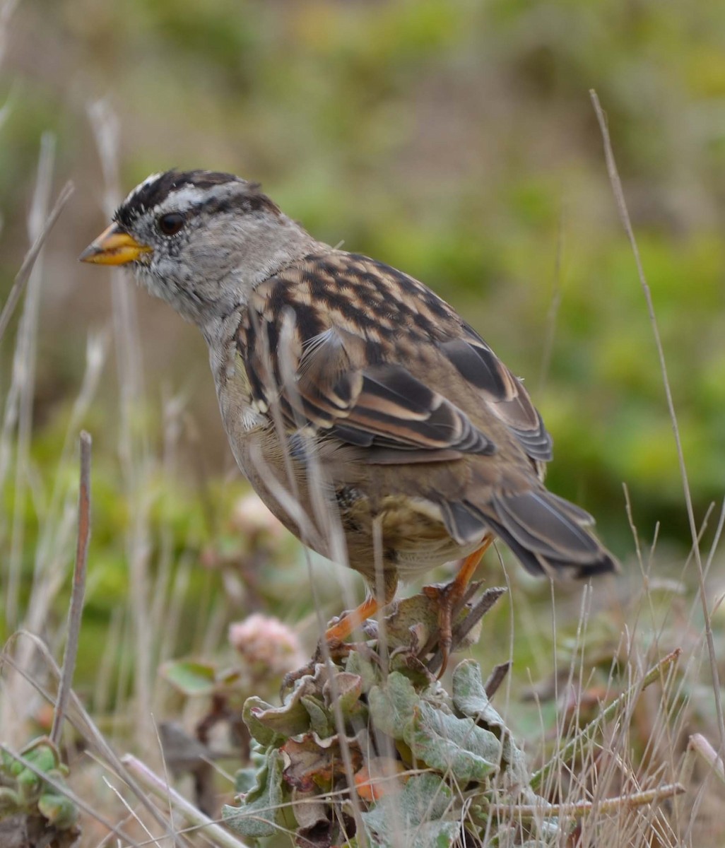 White-crowned Sparrow - ML31871531