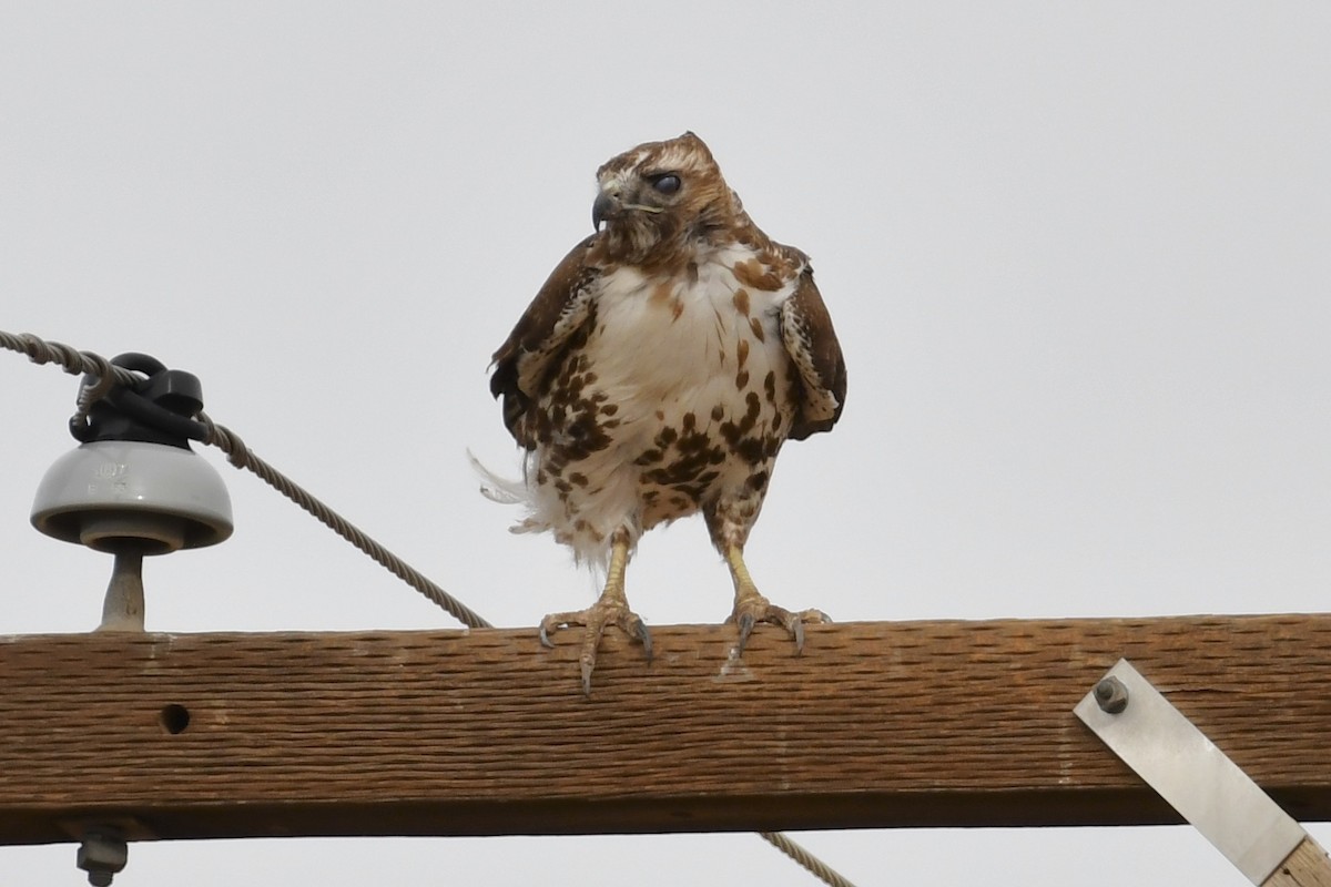 Red-tailed Hawk - ML318715501