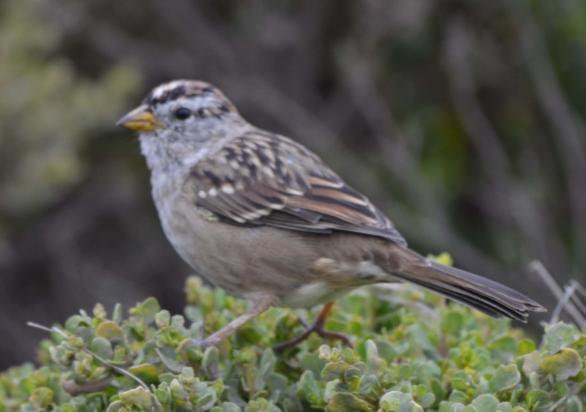 White-crowned Sparrow - ML31871561