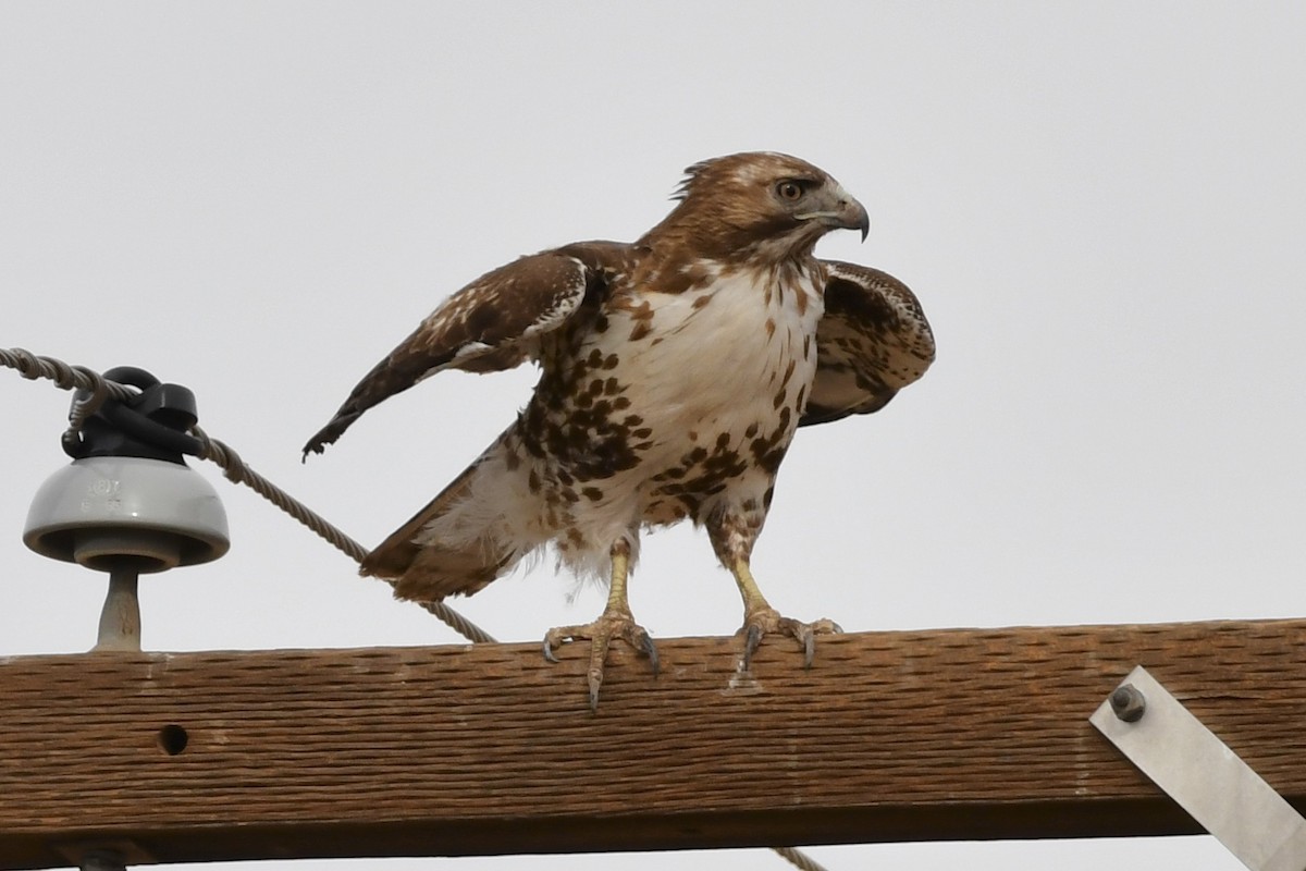 Red-tailed Hawk - ML318715681