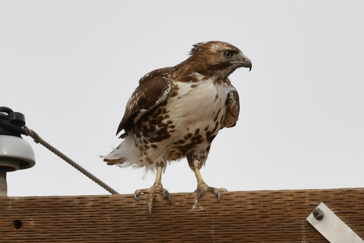 Red-tailed Hawk - ML318718331