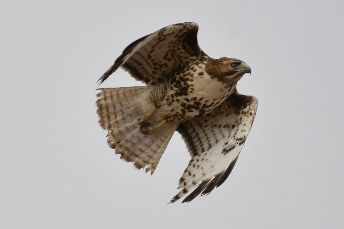 Red-tailed Hawk - ML318718421