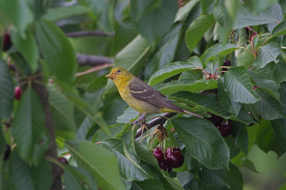 Western Tanager - ML318722361