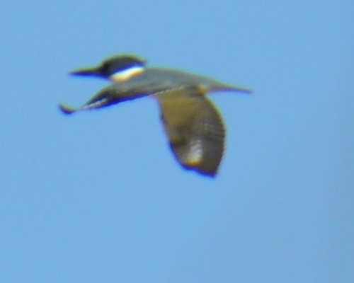 Belted Kingfisher - ML318724881